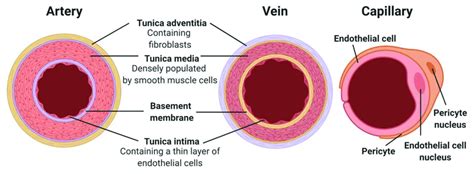 Structure of blood vessels. Diagram shows compositions of the three ...