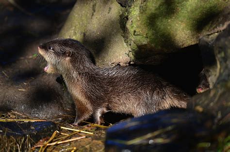 Illinois’ First River Otter Trapping Season Since 1929