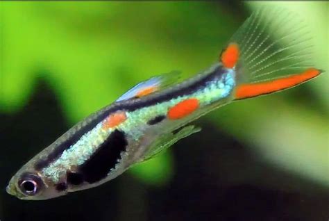 Keep Endler Guppies in the Aquarium - Aquarium-Fish-Plants.com