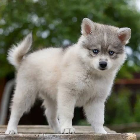 Miniature Siberian Husky (Prices, Breeders & More)