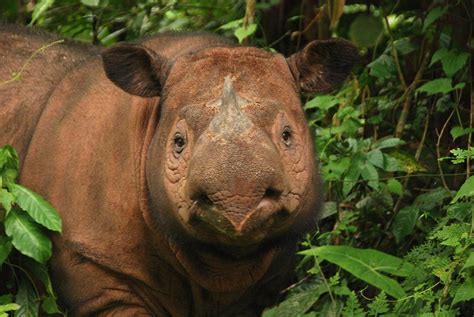 Sumatran Rhino Facts | Anatomy, Diet, Habitat, Behavior - Animals Time