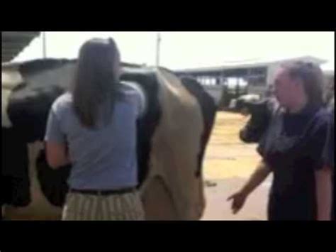 ITEM 214: Fistulated Cow - YouTube