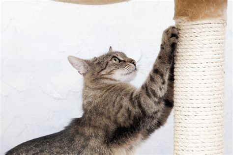 The 8 Best Cat Scratching Posts