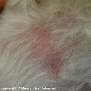 Cat Dermatitis