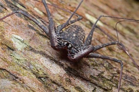 Amblypygi | Animals