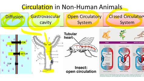 Comparing Non-Human Animal Physiology - Example 4 ( Video ) | Biology ...