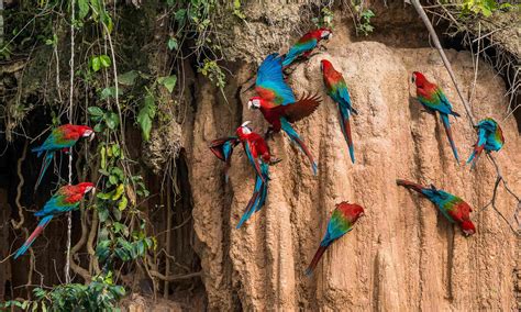 The top 9 wildlife must-see's in Peru | Wanderlust