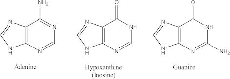 Structure of purine bases. Hypoxanthine is the nucleobase of inosine ...