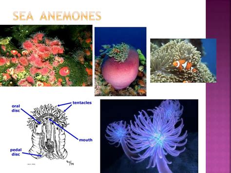 PPT - Cnidarians PowerPoint Presentation, free download - ID:2866469