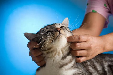 Massage Therapy in Cats - Procedure, Efficacy, Recovery, Prevention, Cost