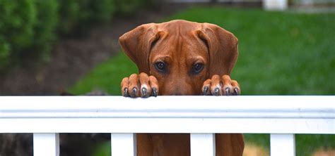 Overcoming a Fear of Dogs | Andrea Arden Dog Training