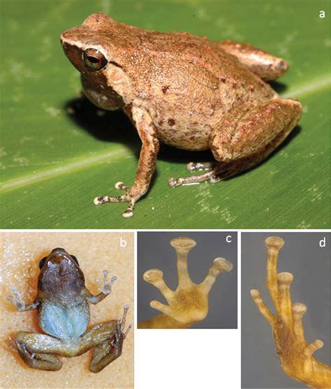 Figure 2 from: Günther R, Richards S, Tjaturadi B, Krey K (2015) Two ...