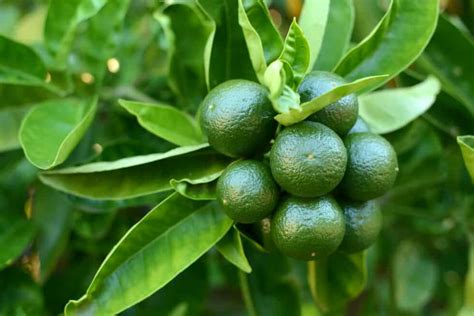 How To Grow & Care For Lime Trees | Lawn.com.au