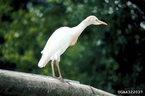 Cattle Egret - Bubulcus ibis - NatureWorks