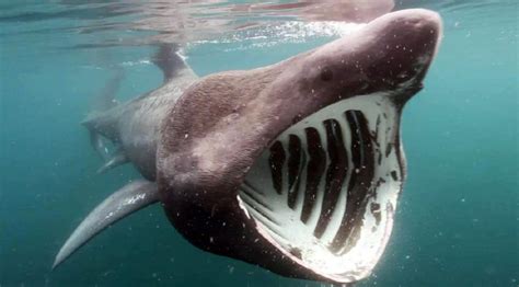 Tipos de tiburones - Tiburonalia