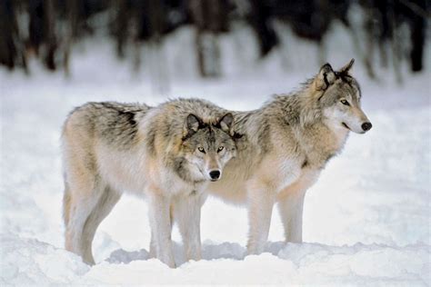 Why Do Wolves Howl? | Britannica