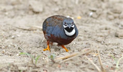 5 Best Quail Breeds for Eggs - Farmhouse Guide