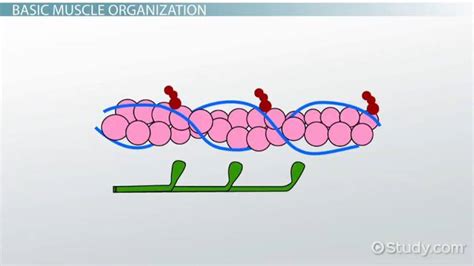 Tropomyosin | Definition & Function - Lesson | Study.com