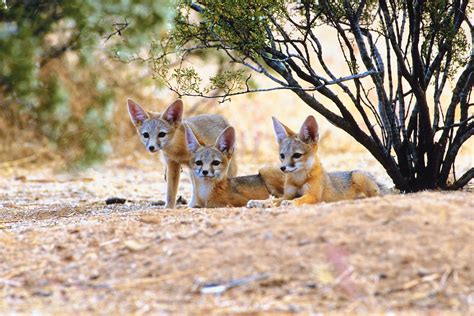 Biotic Factors in Deserts | Sciencing