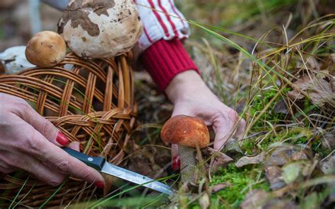 A beginner’s guide to safe wild mushroom foraging