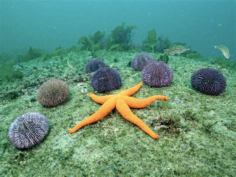 Life of Starfish - Life of Sea