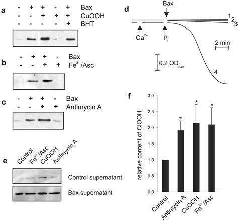 Cytochrome c release from mitochondria proceeds by a two-step process ...