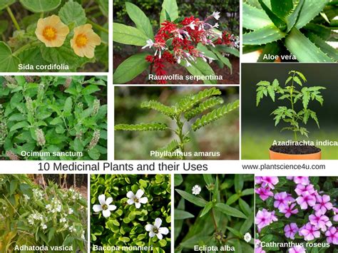 10 Medicinal Plants and their Uses with Pictures | Botanical Name ...