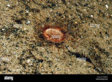 Lesser cylinder anemones (Cerianthus lloydii), Sea anemone, Sea ...