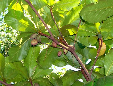 Free Images : branch, fruit, leaf, flower, trunk, ripe, environment ...