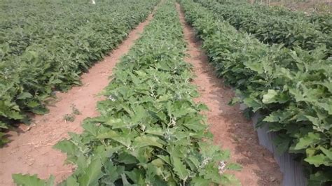 Brinjal Farming in India: Cultivation, Challenges, and Opportunities ...