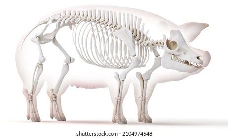 Top 184 + Animal bone anatomy - Lifewithvernonhoward.com