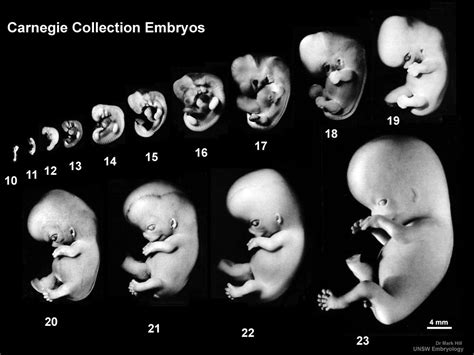 Human Embryology | IntechOpen