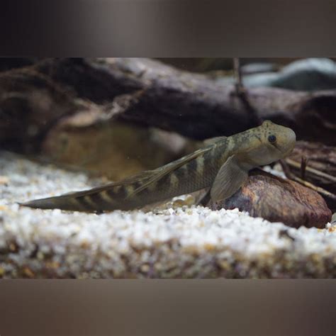 Freshwater Goby — AquariumFishSale.com