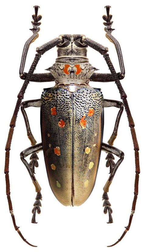 Batocera rufomaculata | Longhorn beetle, Beetle insect, Bugs and insects