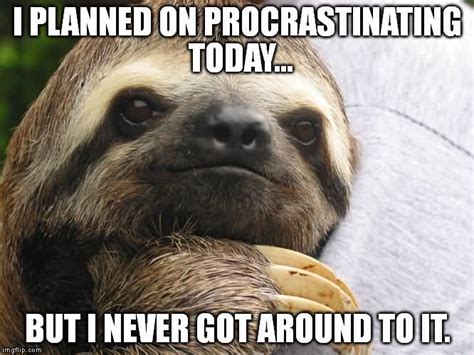 Funny Sloth Memes I planned on procrastinating today | QuotesBae