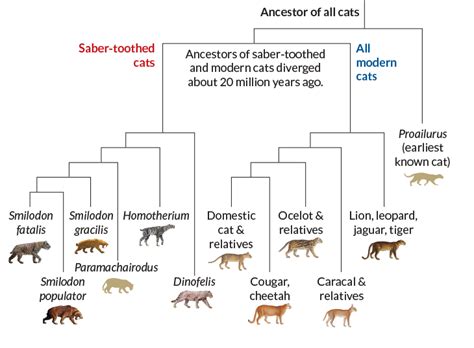 Saber-toothed cats were fierce and family-oriented