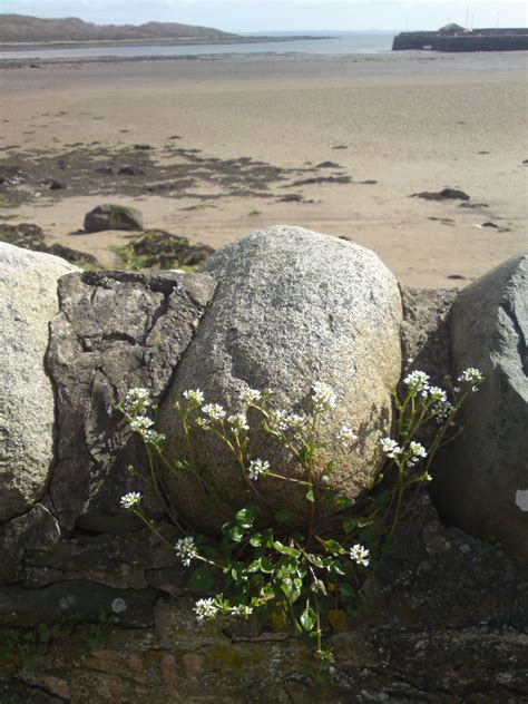 Common scurvygrass – Edibility, Identification, Distribution – Galloway ...