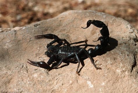 Scorpion Arachnids Wallpapers - Wallpaper Cave