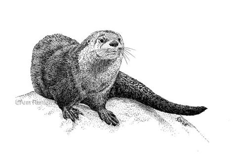 Pin by Alyssa Zeldenrust on Ink Ideas | Otter illustration, Pencil ...