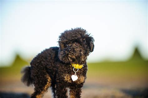 Teacup Poodle: Dog Breed Guide - Dog Academy