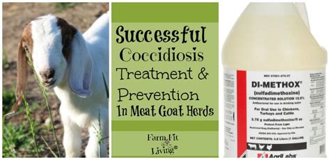 Successful Coccidiosis Treatment and Prevention in Meat Goat Herds