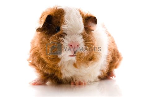 baby guinea pig. texel. isolated on the white by joannawnuk Vectors ...