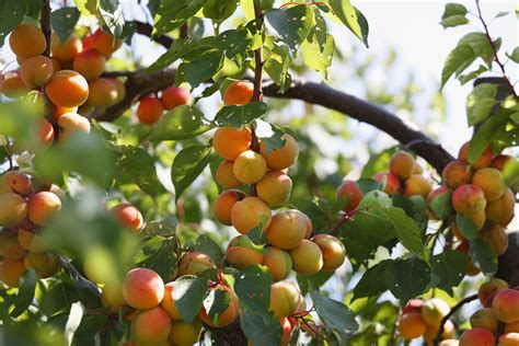 All About Self-Fertile Fruit Trees