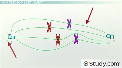 Mitotic Spindle | Definition, Formation & Function - Lesson | Study.com