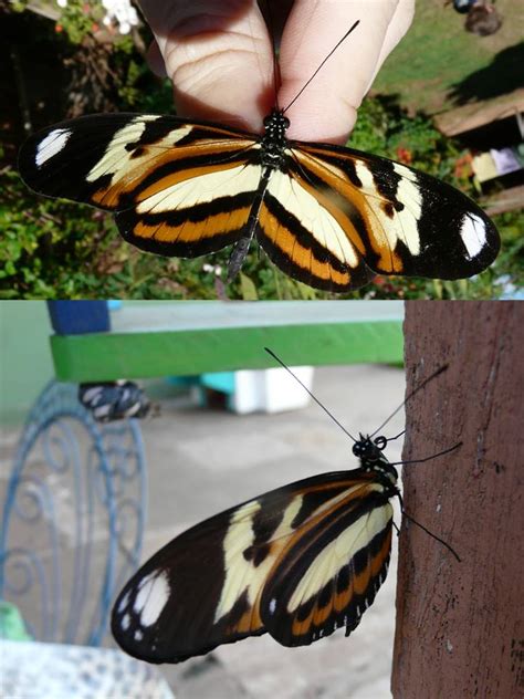 HELICONIINAE Longwings or Heliconiids FAUNA PARAGUAY