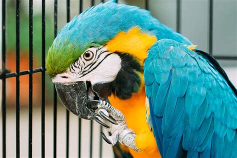 9 Top Blue Parrot Species to Keep as Pets