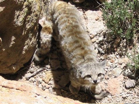 Andean Mountain Cat, Argentina | Whitley Award