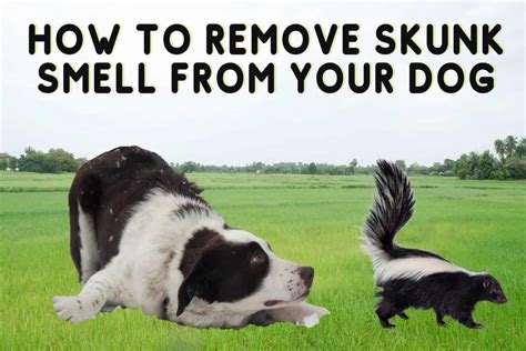 How to Remove Skunk Smell from your Dog: Homemade Shampoo Recipe ...