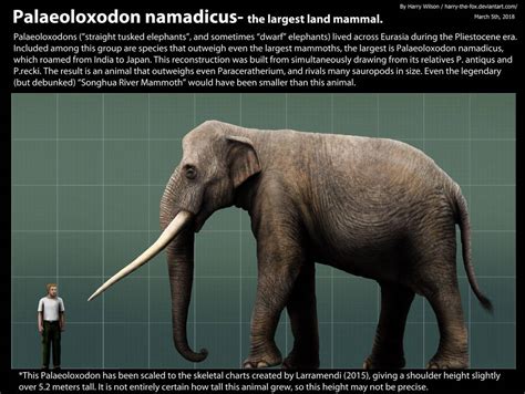 Palaoloxodon Namadicus Size by Harry-the-Fox on DeviantArt