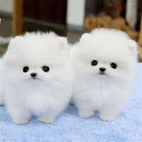 Top 10 Cutest Dog Breeds | Cute dogs, Cute animals, Baby dogs